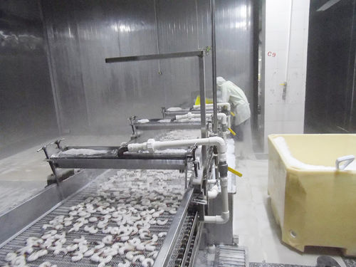 水冷却系统 - ZD-XL 1500 - Shrimp Machine - 虾 / 不锈钢 / 带式输送机