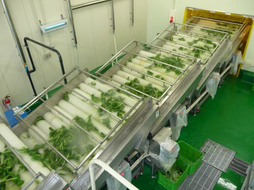 刷式食品级清洗机 - MXJ-20 - SHAOXING WALLEY FOOD MACHINERY CO., LTD. - 蔬菜 / 水果 / 用于海鲜