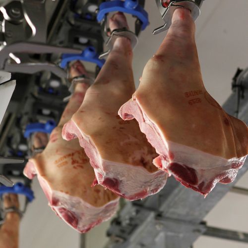 猪肉去骨机 - DeboFlex - JBT Corporation/约翰宾技术 - 鸡大腿 / 自动
