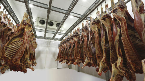 绵羊屠宰场生产线 - CANTEK Cold Storage - Meat Processing - 山羊