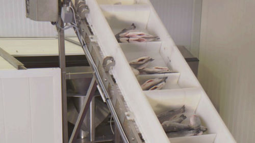 鱼类加工生产线 - CANTEK Cold Storage - Meat Processing